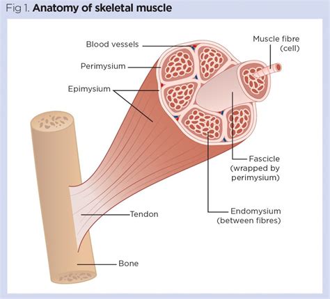 Tendon Definition Anatomy Function Video Lesson Transcript Off