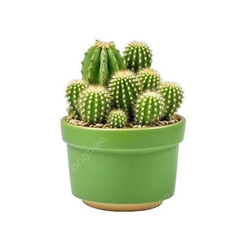 Maceta Verde Cactus En Flor Png Cactus Dibujos Animados Maceta Png