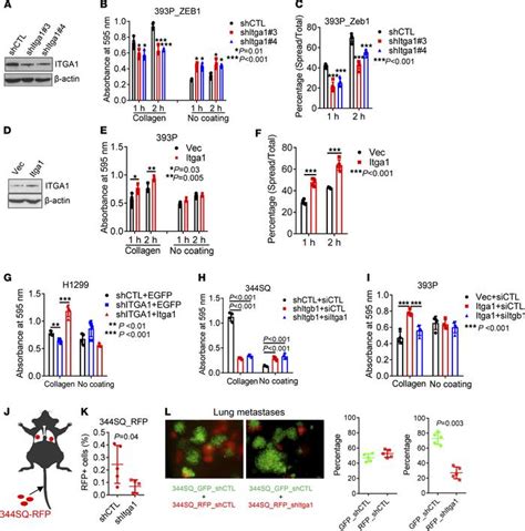 Jci Insight Transcriptional Control Of A Collagen Deposition And