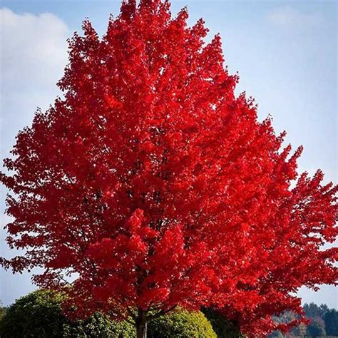 Buy Acer Rubrum Red Maple Australian Seed