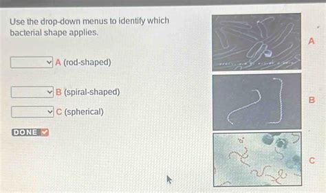 Solved Use The Drop Down Menus To Identify Which Bacterial Shape