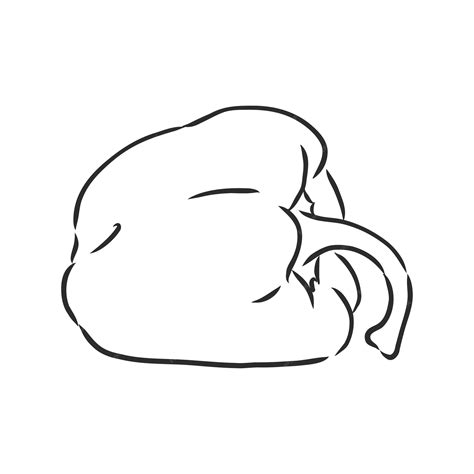 sweet pepper drawing 2