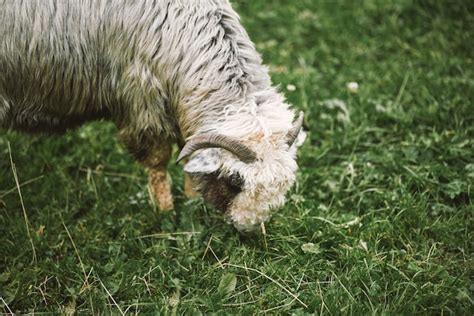 Retrato De Una Oveja Comiendo Hierba En Un Prado Ganado En La Zona