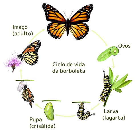 Reflexão Sobre A Metamorfose Da Borboleta - Metamorfose da borboleta: entenda o ciclo, do ovo à fase adulta - Toda ...
