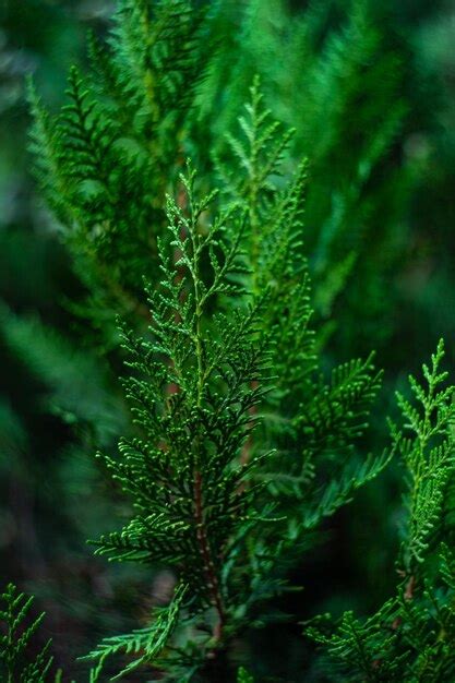 Premium Photo Close Up Of Thuja Tree In The Summer Park