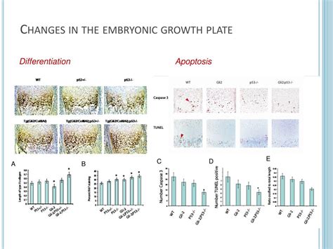 PPT GLI2 And P53 Cooperate To Regulate IGFBP 3 Mediated Chondrocyte