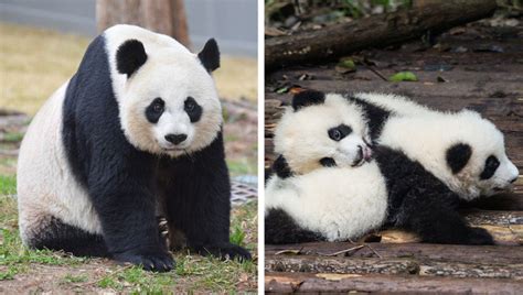 17 Pregnant Animals That Prove They Aren’t That Different from Humans