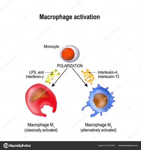 Diagrama De Macrófagos