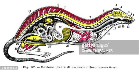 Section Of A Mammal Anatomy Engraving 1899 High-Res Vector Graphic ...