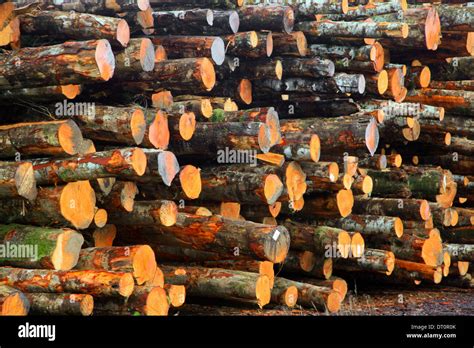 Tress Ready For Lumber Stock Photo Alamy