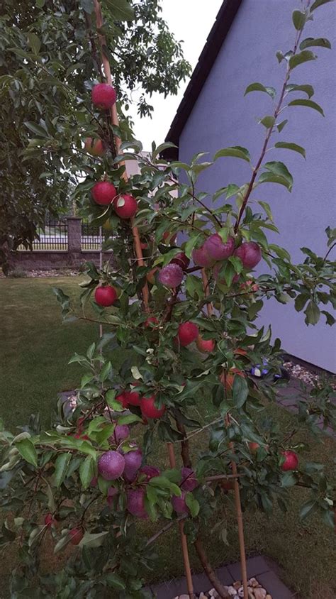 Яблоня Вильямс Прайд Описание Сорта Фото – Telegraph