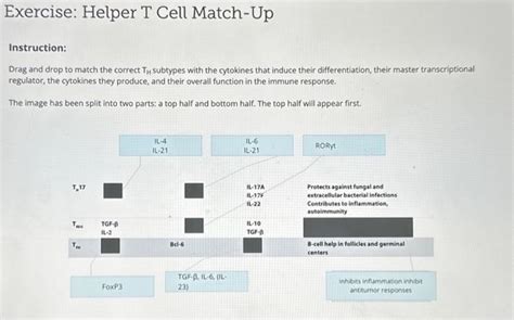 Solved Exercise Helper T Cell Match Up Instruction Dra