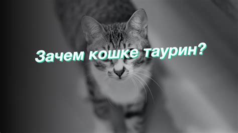 Зачем кошке таурин? - YouTube