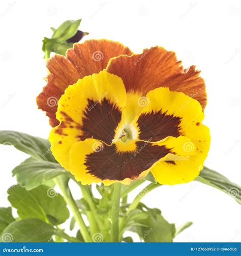 Viola Plant In White Pot On Wooden Table On Background Of Window. Viola