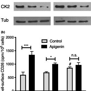 Knockdown Of CK2 Abrogates The Apigenin Upregulation Of CD26 DPPIV A