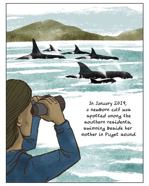 Orcas Are Swimming Towards Extinction | The Nib