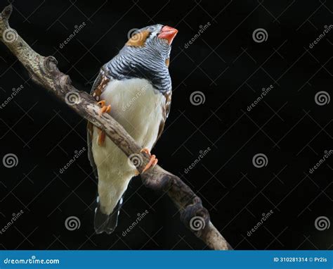 Zebra Finch Taeniopygia Guttata Stock Photo Image Of Color Black