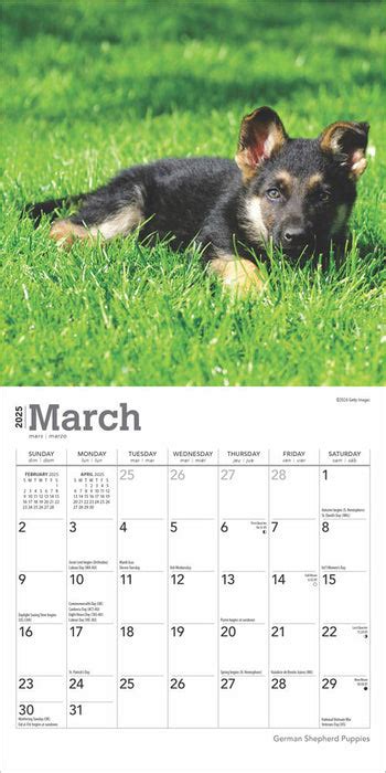 calendar club  german shepherd puppies mini wall calendar