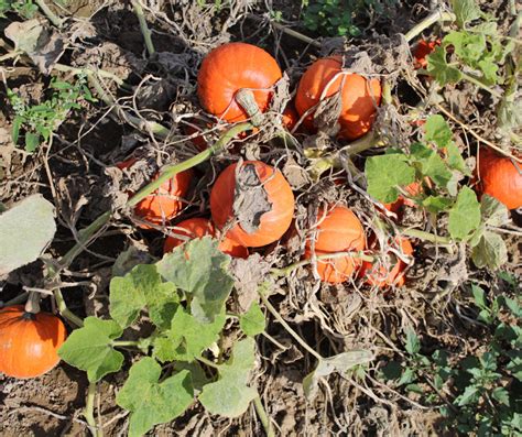 Amoro F1, Speisekürbis BIO | Qualitätssaatgut bobby-seeds.com