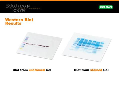 Comparative Proteomics Kit Ii Western Blot Analysis Module Ppt Download