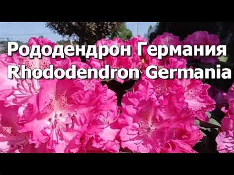 Цветущий рододендрон Германия | Rhododendron hybrid Germania - YouTube
