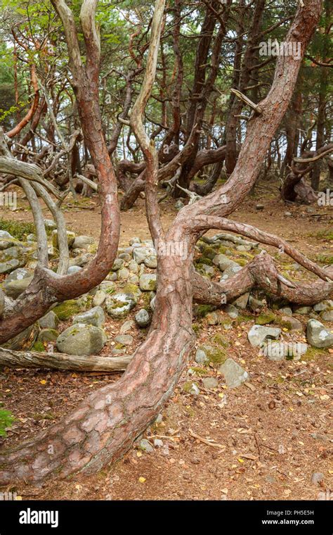 Rbol Torcido Azotado Por El Viento Fotograf As E Im Genes De Alta