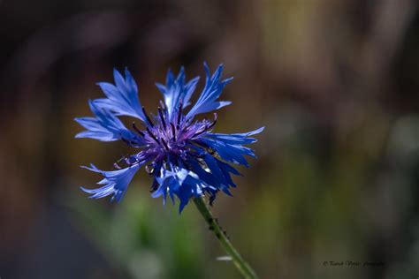 Le Bleuet Des Champs Centaurea Cyanus Patrick Verrier Flickr