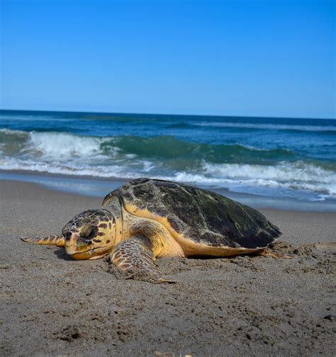 Green Sea Turtles