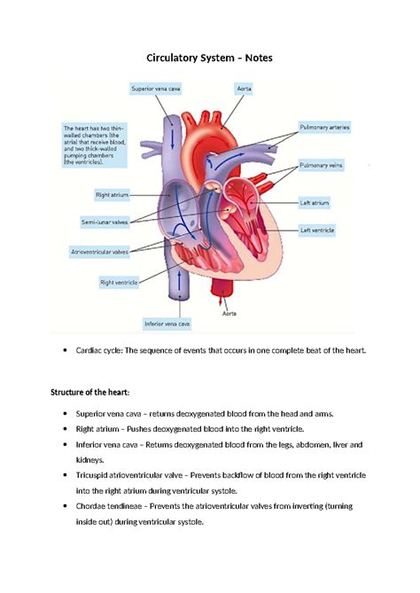 Human Biology ATAR - Unit 1 - Circulatory System Chapter Notes - Studocu