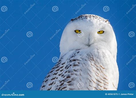 Snowy Owl Portrait Set Against Blue Sky Stock Image Image Of Prey