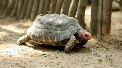 Outdoor Tortoise Enclosure: Let's get building! - Turtle Health Hub