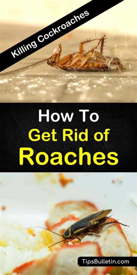 7 Fast And Clever Ways To Get Rid Of Roaches