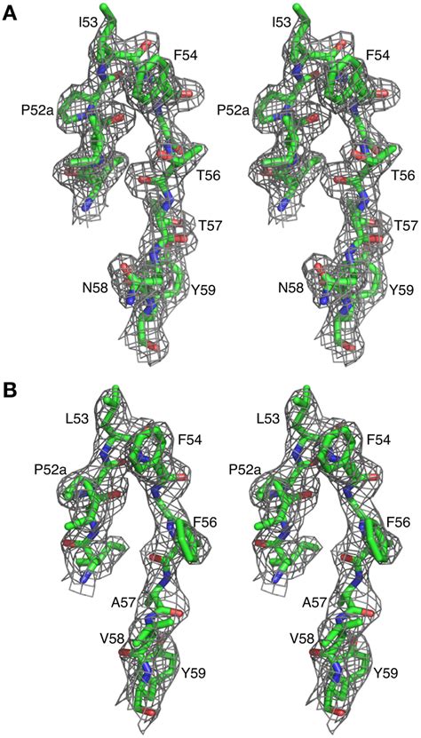 Representative 2fo Fc Electron Density Maps Cdr H2 Loop Residues