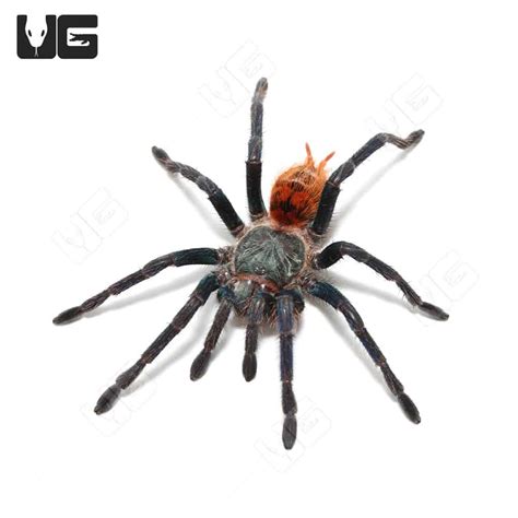 Green Bottle Blue Tarantula (Chromatopelma cyaneopubescens) For Sale ...