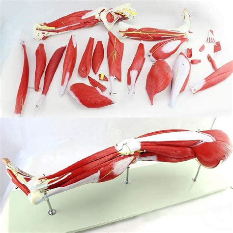 Buy Study Model Leg Muscle Model,HAnatomy Model,23-Part Removable