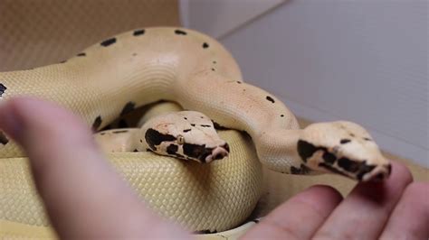 Blood Pythons 💪 Youtube