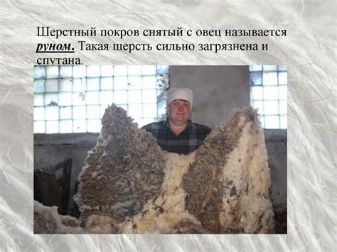 Шерсть. Виды шерсти, типы волокон, строение, химический состав и ...