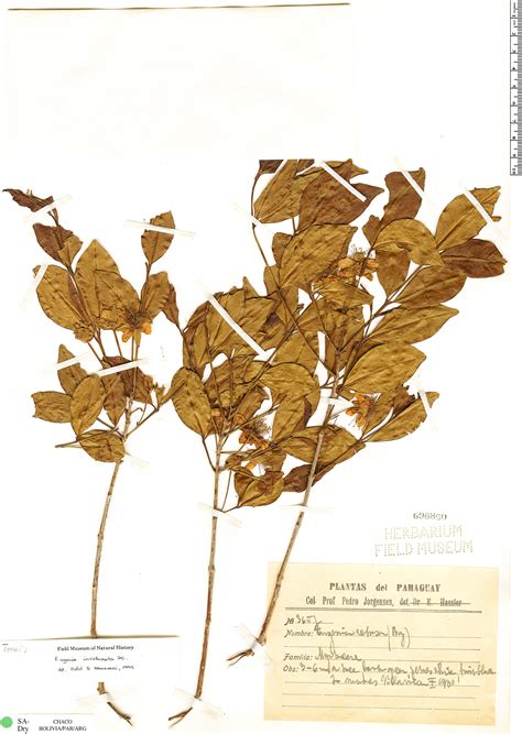 Eugenia Involucrata Rapid Reference The Field Museum