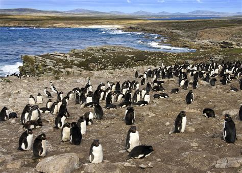 The Falkland Islands Holidays 2026 & 2027 - Tailor-Made from Audley