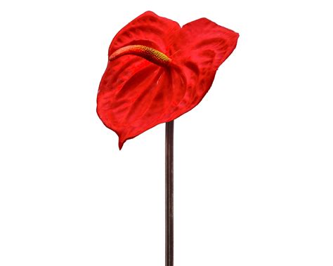255 Anthurium Stem Red Cmc