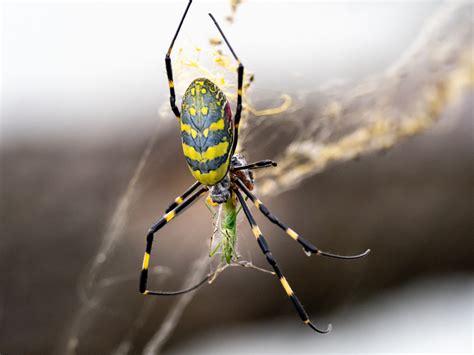 What You Need to Know About the Joro Spider