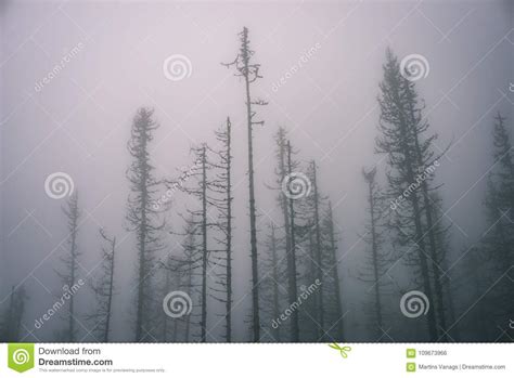 Autumn Misty Trees With Naked Branches Vintage Film Look Stock Photo Image Of Silence