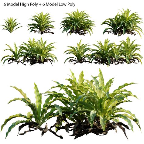 Asplenium nidus - Bird's nest fern - Spleenwort (3D Model) - 3DTree