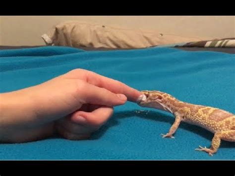 Leopard Gecko Bite