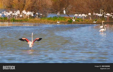 Flamingo Flock Image & Photo (Free Trial) | Bigstock