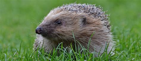 hogs  p hoggie hedgehog awareness  derby