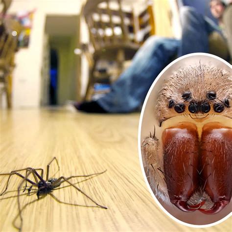 Giant House Spiders