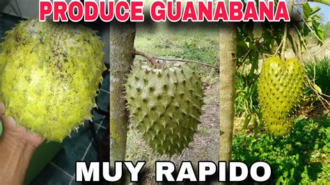 Nuevo MÉtodo Para Obtener GuanÁbana Produciendo En Poco Tiempo Acodo