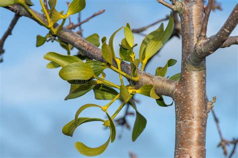 Mistletoe Viscum Album Stock Photo Image Of Environment 204053466