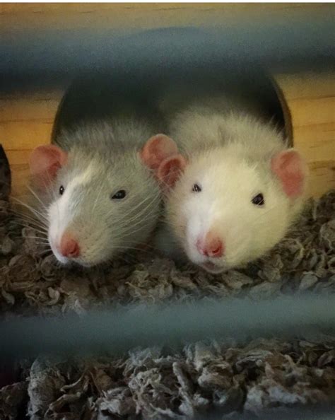 Nothing helps my depression quite like these two